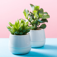 How to Sell Plants Online